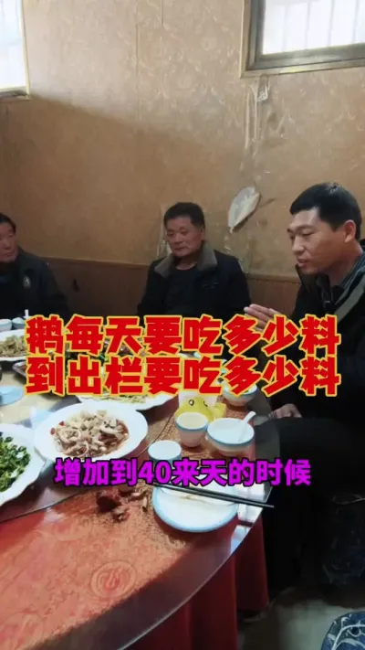 小鹅每天要吃多少料？鹅到出栏要吃多少料？#养鹅 #鹅苗 #狮头鹅 #养鹅技术 #科学养鹅