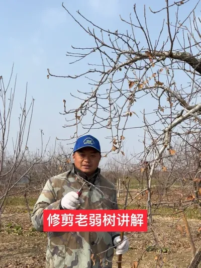 #新农人计划2025 #农业技术推广 #果树管理技术 #抖音助农 #病虫害防治 @江苏小苹果-宁文静