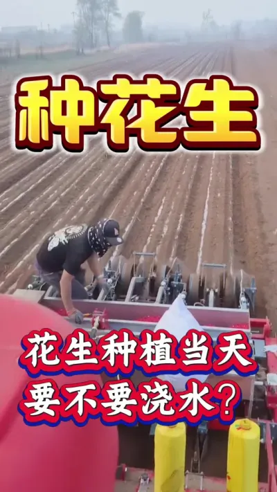 种花生当天要不要浇水？是种植前浇水还是种植以后再浇水？#花生种植 #花生高产 #种花生 #花生高产种植 #花生种植管理技术