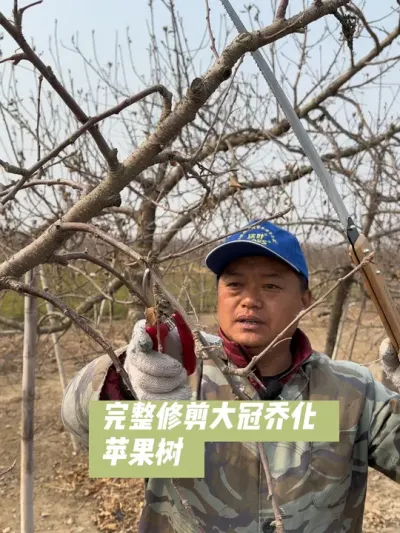 #新农人计划2025 #果树管理技术 #病虫害防治 #抖音助农 #农业技术推广