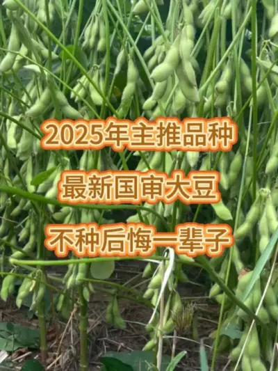 最新国审大豆，不种后悔一辈子 #农业种植 #服务三农支持三农 #抖音助农 #三农 #大豆种植 @DOU+小助手 @DOU+上热门 @抖音小助手