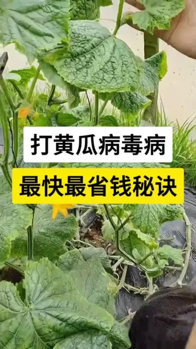 打黄瓜病毒病，最快最省钱秘诀 #黄瓜 #黄瓜高产种植 #病毒病 #病虫害防治 #服务三农支持三农