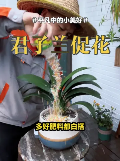 #君子兰 #花卉绿植 #盆栽 君子兰不开花，有两大误区，大多数花友不知道补菌