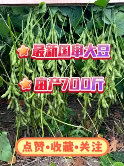 最新国审大豆，亩产700斤 #农业种植 #服务三农支持三农 #抖音助农 #大豆高产 #高产大豆