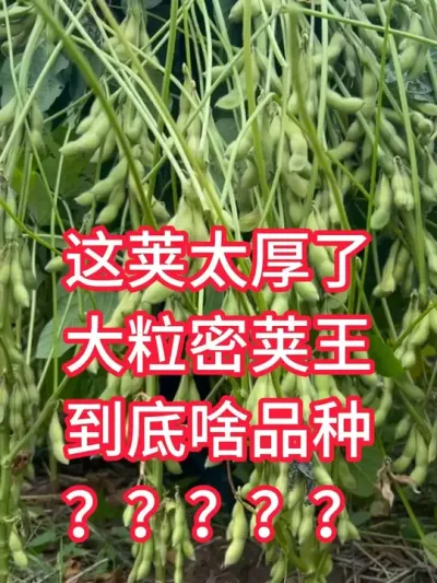 这荚太厚了，大粒密荚王，到底啥品种？ #服务三农支持三农 #抖音助农 #新农人计划