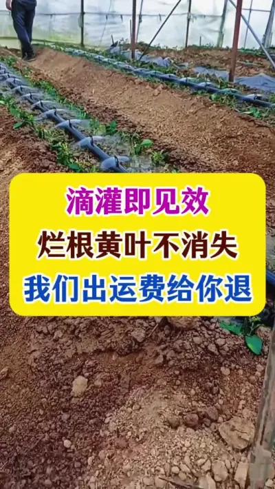 滴灌即见效， 烂根黄叶不消失，我们出运费给你退#西红柿种植 #番茄种植 #种植小技巧 #农业种植 #dou上热门