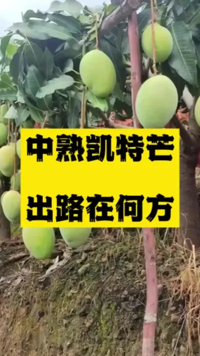 中熟凯特芒7.8.9月上市，出路在何方 #病虫害防治 #凯特芒果 #市场行情