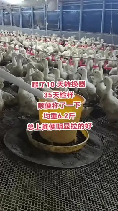 转化器就是好用#养鸭人#养鸭技术#养鸭技术