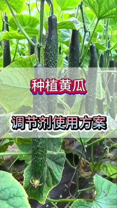 种植黄瓜调节剂使用方案 #黄瓜 #黄瓜种植 #黄瓜高产种植 #服务三农支持三农 #三农