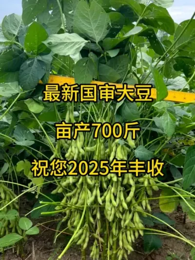 最新国审大豆，亩产700斤 #服务三农支持三农 #抖音助农 #大豆 #大豆高产 #高产大豆