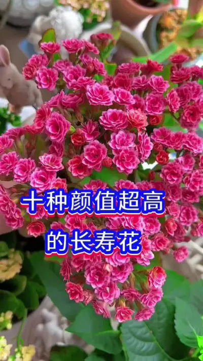 颜值超高的长寿花#长寿花#英子园艺 #养花小知识