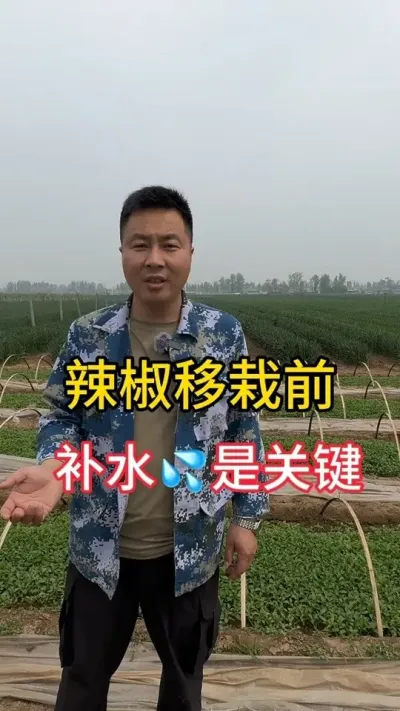 辣椒移栽管理#辣椒的管理方法和技巧 #辣椒高产 #辣椒病害防治 #辣椒种植技术 #增产增收小配方
