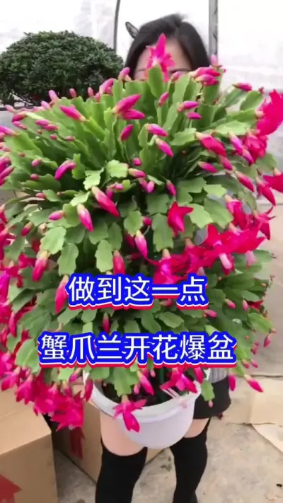 这样做，蟹爪兰开花爆盆#蟹爪兰 #英子园艺 #蟹爪兰开花啦