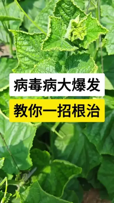 病毒病大爆发，教你一招根治 #黄瓜种植技术 #黄瓜高产种植 #黄瓜种植技巧 #黄瓜病毒病 #服务三农支持三农