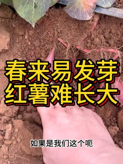 怕红薯在地里发芽我是这样做的#农业种植 #红薯种植 #红薯种植技术 #节点施肥 #农业技术推广