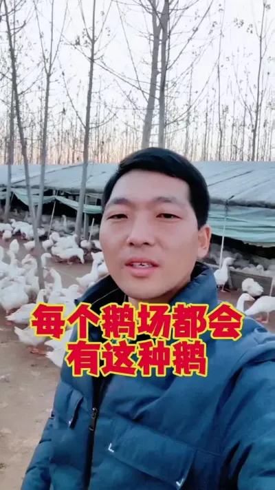 每个鹅场都会有这种鹅，那该怎么办呢？#狮头鹅养殖 #养鹅技术分享 #科学养鹅 #养鹅人 #东哥带你养鸭鹅
