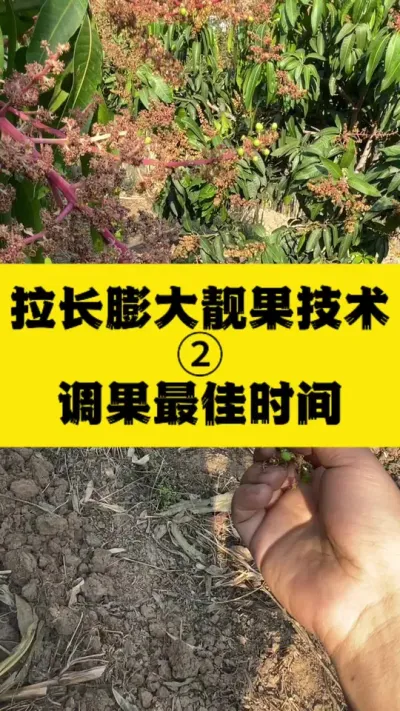 金煌芒拉长膨大靓果技术之2-调果最佳时间 #金煌芒 #无胚果 #拉长膨大