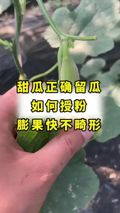 甜瓜正确留瓜，如何授粉，膨果快，不畸形！#传播农业小知识 #甜瓜种植 #蔬菜种植 #农业种植 #甜瓜授粉