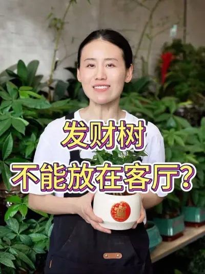 发财树不能放在客厅？#发财树 #发财树养护 #花卉绿植 #养花小知识 #养花人的乐趣