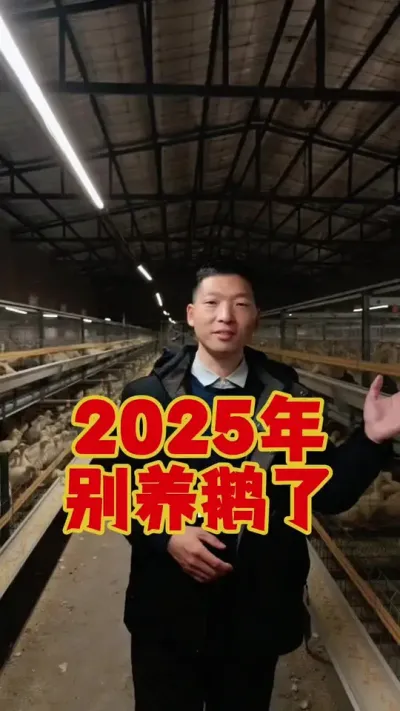 2025年别养鹅了，谁养谁赔钱，那么请你告诉我，干什么赚钱呢？#养鹅技术分享 #狮头鹅养殖 #养鹅人 #科学养鹅 #三农养殖