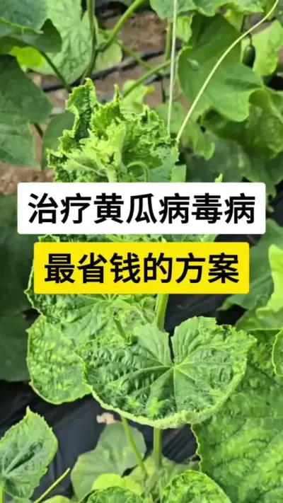 治疗黄瓜病毒病，最省钱方案 #黄瓜病毒病 #病虫害防治 #黄瓜高产种植 #服务三农支持三农 #农业技术推广