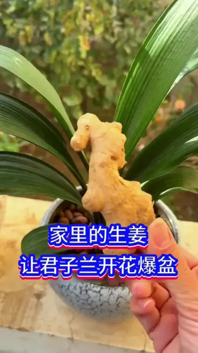 让君子兰开花爆盆#君子兰 #英子园艺 #养花小知识