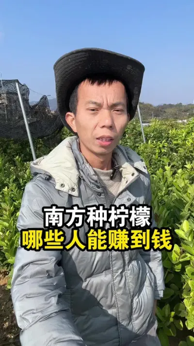南方种植香水柠檬，哪些人能赚到钱呢？ #果苗供应 #香水柠檬 #柠檬 #广东香水柠檬