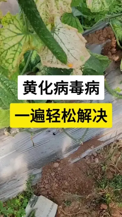 黄化病毒病，一遍轻松解决 #黄瓜 #病虫害防治 #黄化病毒 #病虫害防治技术 #农业技术推广