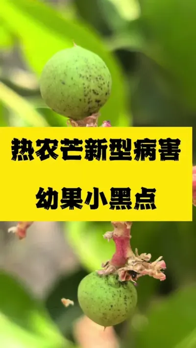 热农芒幼果期新病害，幼果小黑点 #炭疽病#花期三遍药 #热农芒果