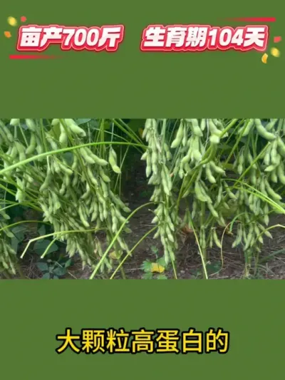亩产700斤，生育期104天 #服务三农支持三农 #农业种植 #大豆高产 #高产大豆 #抖音助农