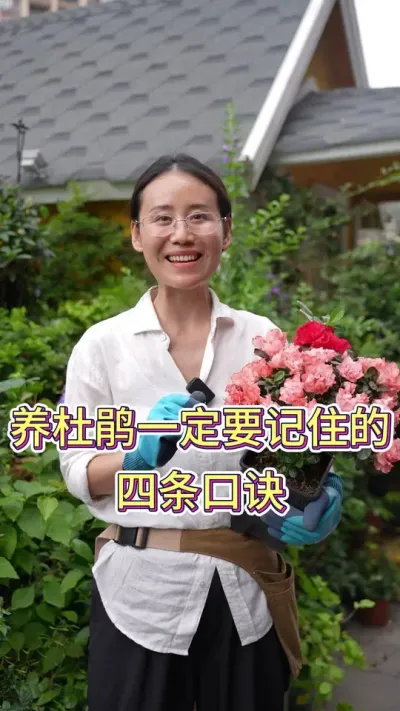 杜鹃一定要记住的四条口诀#花卉绿植 #养花小知识 #养花我是认真的 #花卉绿植盆栽 #杜鹃花