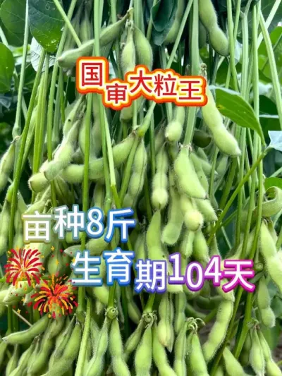 颗颗密荚没空壳，大粒密豆王 #抖音助农 #服务三农支持三农 #种子 #产量特别高 #高产大豆种子