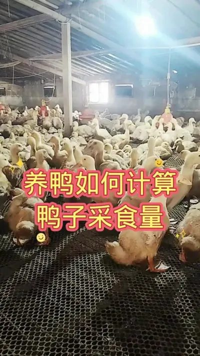 养鸭如何计算鸭子的采食量 #肉鸭养殖 #养鸭人