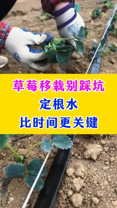 草莓移栽别踩坑，定根水比时间更关键#草莓种植 #农业种植 #农业技术 #种植小技巧 @巨大星-龙灯水溶肥源头厂家