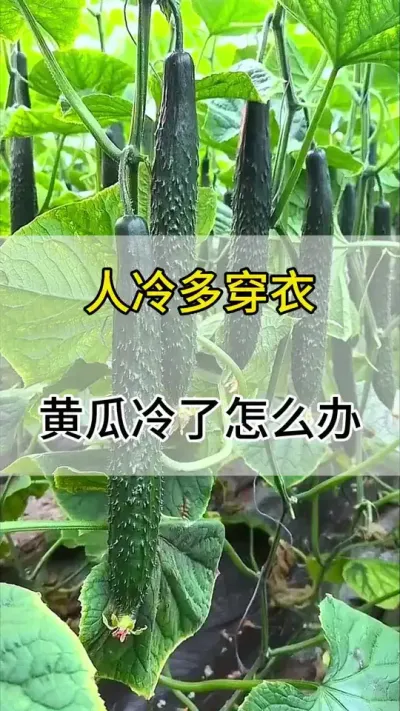 人冷穿衣，黄瓜冷了怎么办 #黄瓜 #黄瓜高产种植 #黄瓜种植 #服务三农支持三农 #三农
