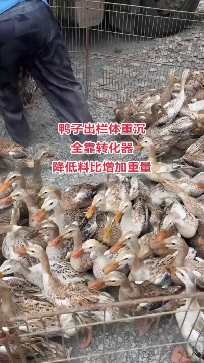 养鸭人#三农养殖 #养鸭技术