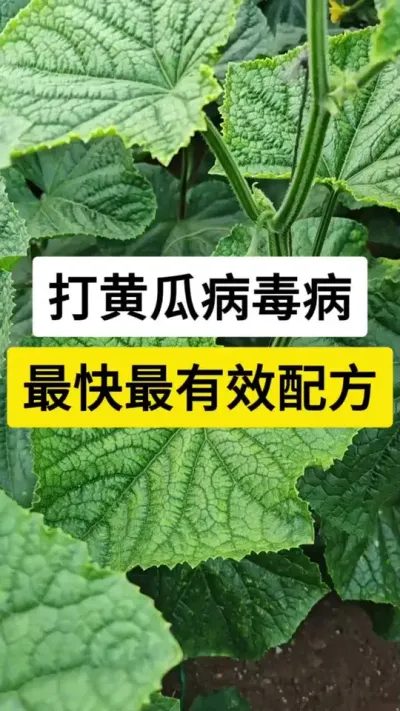 打黄瓜病毒病，最快最有效配方 #黄瓜种植管理 #黄瓜病毒病 #黄瓜 #服务三农支持三农 #农业技术推广