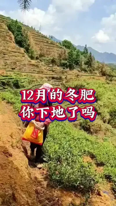 #茶 #服务三农支持三农#茶树种植技术与管理 #冬季茶园施肥