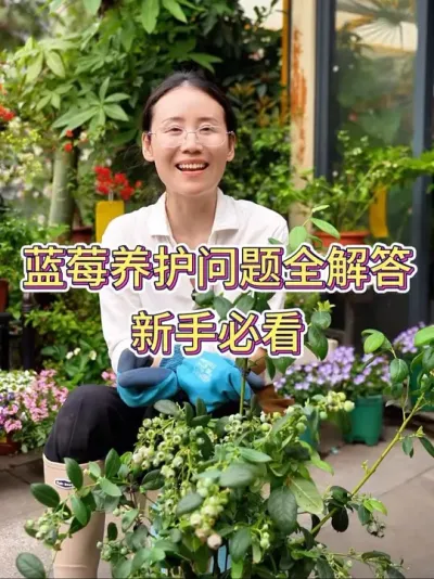 蓝莓养护问题全解答，新手必看#蓝莓 #蓝莓种植 #蓝莓养护 #花卉绿植 #养花小知识
