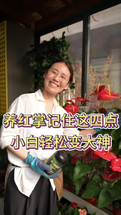养红掌记住这4点，小白轻松变大神#红掌 #红掌盆栽 #养花小知识 #养花人的乐趣 #花卉绿植