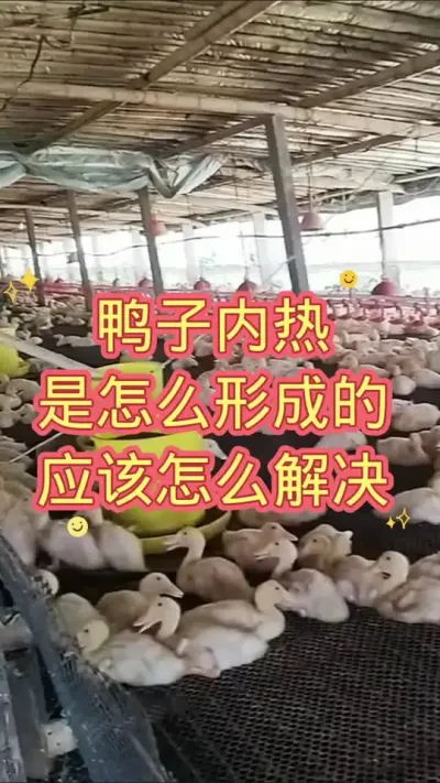 鸭子内热是怎么形成的，应该怎么解决 #肉鸭养殖 #鸭子 #养殖技术 #养鸭技术