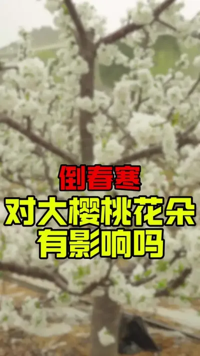 我防不住倒春寒#大樱桃管理#果树管理 #倒春寒 #车厘子树苗