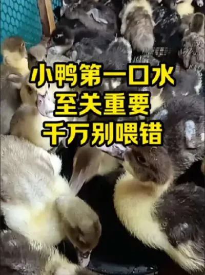 小鸭第一口水，至关重要，千万别喂错#抖音三农#养殖#养鸭