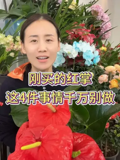 刚买的红掌这四件事情千万别做#花卉绿植 #爱生活爱养花 #红掌养护 #花卉 #红掌