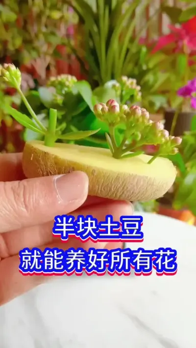 家庭养花小窍门#我的花花草草🌸🌸 #养花小知识 #阳台养花
