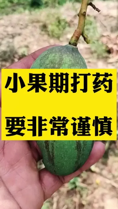 小果期打药要非常小心，以防烧果皮 #农用雾化喷头 #农业种植 #服务三农支持三农