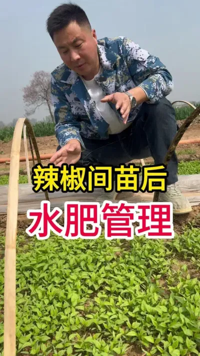 辣椒育苗真叶期的水肥管理#辣椒种植技术 #传播农业小知识 #农业种植技术 #农业技术推广