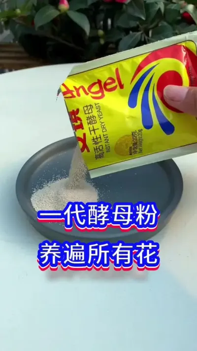 家庭养花小技巧#养花小知识 #养花人 #英子园艺