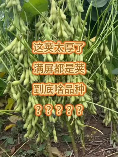 这荚太厚了，满屏都是荚 #农业种植 #服务三农支持三农 #抖音助农 #大豆高产 #高产大豆