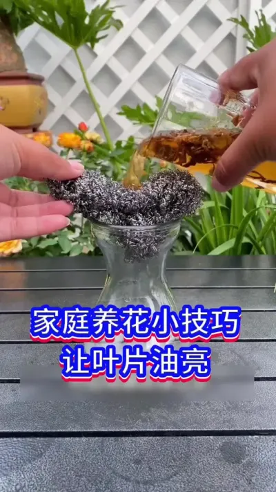 家庭养花小技巧#英子园艺 #花卉绿植 #养花小知识